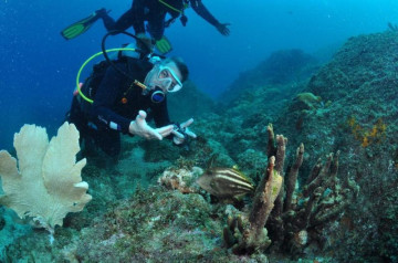 Turista mergulho entre peixes em Arraial do Cabo