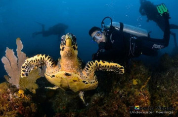 Turista mergulho entre peixes em Arraial do Cabo