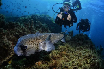 Turista mergulho entre peixes em Arraial do Cabo