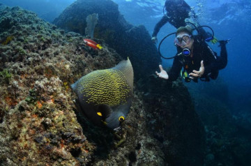 Mergulhador de turista olha para um peixe em arraial cabo