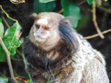 Macaco visto em um passeio de buggy em arraial do cabo
