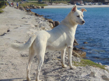 Cachorro aproveitando a praia em arraial do cabo
