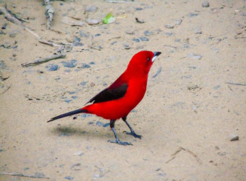 Belo pássaro vermelho na praia de arraial do cabo