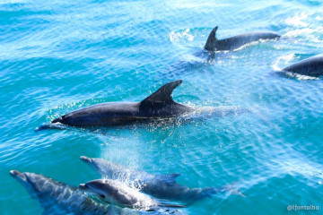 golfinhos nadando em, tursimo em arraial do cabo. ARRAIALFERIAS