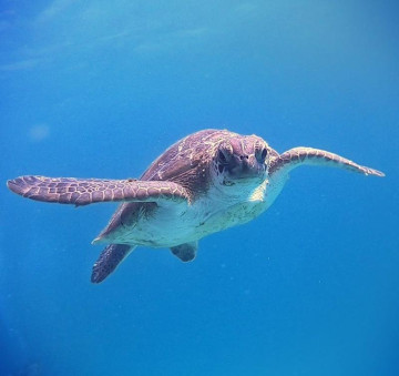 Batismo de Mergulho em Arraial do Cabo. ARRAIALFERIAS