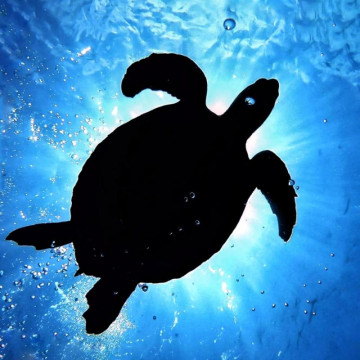 Batismo de Mergulho em Arraial do Cabo. ARRAIALFERIAS