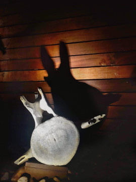 Hospedagem Suíte Lua de Mel